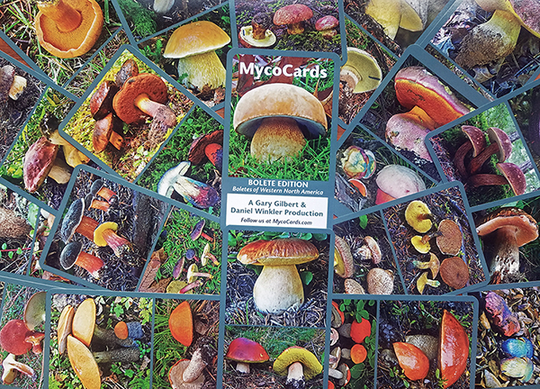 Western Boletes MycoCards | Mushroaming - Daniel Winkler's